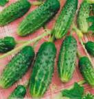 Photo Cucumbers grade Kapelka 