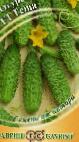 Photo Cucumbers grade Teshha F1 