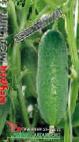 foto I cetrioli la cultivar Moringa F1