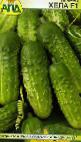 Photo Cucumbers grade Khela F1