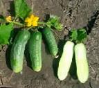 Photo Cucumbers grade Sokolik