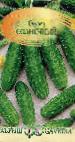 Photo Cucumbers grade Solnechnyjj