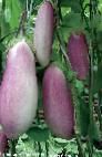 Photo Eggplant grade Romantik