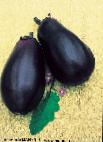 Photo Eggplant grade Filimon