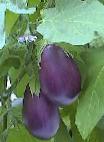 Photo Eggplant grade Severnyjj blyuz f1