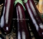 Photo Eggplant grade Avan F1