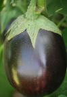 Photo Eggplant grade Shokoladnyjj