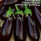 Photo Eggplant grade Sibirskijj Skorospelyjj 148