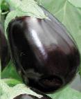 Photo une aubergine l'espèce Klorinda F1 