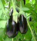 Photo Eggplant grade Skorpio F1
