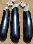 Photo Eggplant grade Mirabella F1 