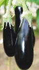 Photo Eggplant grade Marcipan F1`
