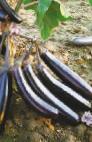 Photo Eggplant grade Korol Severa F1