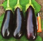 Photo Eggplant grade Fabina F1