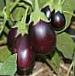 Photo Eggplant grade Nehnsi F1