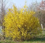 снимка Градински цветове Forsythia , жълт