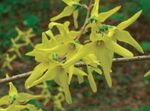 fotografie Záhradné kvety Zlatovka (Forsythia), žltá