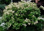 foto I fiori da giardino Strega Ontano, Fothergilla , bianco