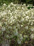 foto I fiori da giardino Strega Ontano, Fothergilla , bianco