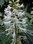 foto I fiori da giardino Photinia , bianco