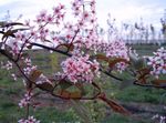 Foto Gartenblumen Vogel-Kirsche, Kirschpflaume (Prunus Padus), rosa