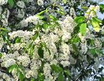 foto Flores do Jardim Pássaro Cereja, Ameixa Cereja (Prunus Padus), branco