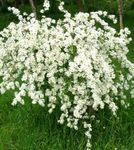 Photo les fleurs du jardin Perle Brousse (Exochorda), blanc