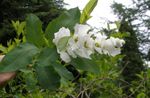 fotografie Záhradné kvety Perla Bush (Exochorda), biely