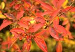 fotografija Vrtno Cvetje Enkianthus , oranžna