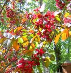 სურათი ბაღის ყვავილები ვაშლის დეკორატიული (Malus), შინდისფერი