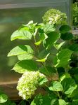 Photo les fleurs du jardin Hortensia Lisse, Hortensia Sauvage, Sevenbark (Hydrangea arborescens), vert