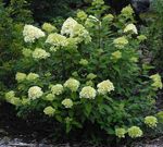 Foto Gartenblumen Rispe Hortensie, Hortensie Baum (Hydrangea paniculata), grün