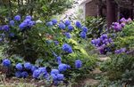 Foto Have Blomster Fælles Hortensia, Bigleaf Hortensia, Fransk Hortensia (Hydrangea hortensis), mørkeblå