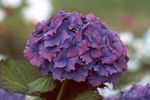 Fil Trädgårdsblommor Gemensam Hortensia, Storbladig Hortensia, Franska Hortensia (Hydrangea hortensis), violett