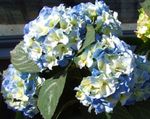 φωτογραφία Λουλούδια κήπου Κοινή Ορτανσία, Πλατύφυλλος Ορτανσία, Γαλλικά Ορτανσία (Hydrangea hortensis), γαλάζιο