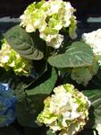 fotografija Vrtno Cvetje Skupno Hortenzije, Bigleaf Hortenzije, French Hortenzije (Hydrangea hortensis), zelena