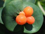 Fil Trädgårdsblommor Kaprifol (Lonicera caprifolium), vit