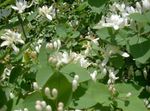 foto Flores do Jardim Madressilva Tatarian (Lonicera tatarica), branco