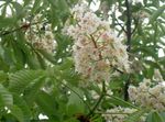Foto Gartenblumen Rosskastanie, Conker Baum (Aesculus hippocastanum), weiß