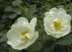 Bilde Hage blomster Rosa , hvit