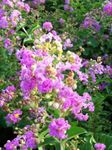Photo bláthanna gairdín Raideog Crape, Raideog Crepe (Lagerstroemia indica), lilac