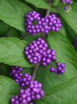 სურათი ბაღის ყვავილები სილამაზის Berry (Callicarpa), იასამნისფერი