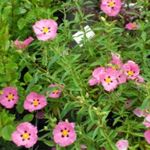 Foto Gartenblumen Zistrose, Sonne (Cistus), rosa