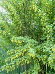 Фото Садовые Цветы Барбарис обыкновенный (Berberis), желтый