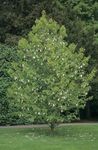 φωτογραφία Λουλούδια κήπου Δέντρο Περιστέρι, Δέντρο Φάντασμα, Δέντρο Μαντήλι (Davidia involucrata), λευκό