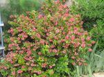 Фото Садовые Цветы Эскаллония крупноцветковая (Escallonia macrantha), розовый