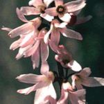 φωτογραφία Λουλούδια κήπου Λευκό Forsythia, Κορεάτικα Αμπέλια (Abeliophyllum distichum), ροζ