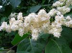 Photo les fleurs du jardin Amurensis Syringa (Syringa amurensis), blanc