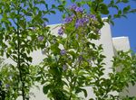 foto Dorato Goccia Di Rugiada, Fiore Cielo, Piccione Bacca (Duranta erecta, Duranta plumieri), azzurro