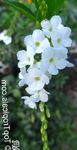 zdjęcie Złota Kropla Rosy, Niebo Kwiat, Gołąb Berry (Duranta erecta, Duranta plumieri), biały